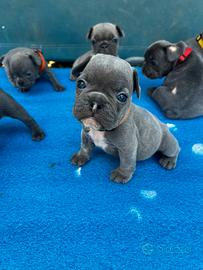 Cuccioli bulldog francese, blu esotici