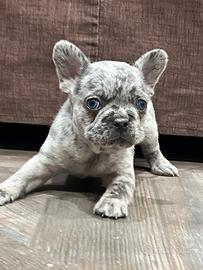 Bulldog Francese Exotic Merle