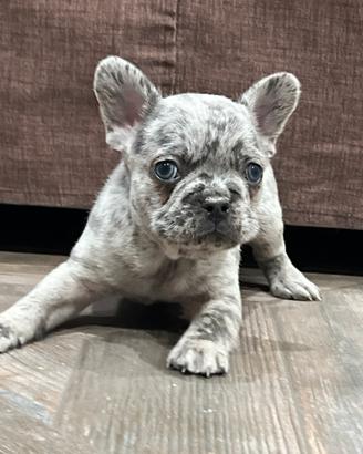 Bulldog Francese Exotic Merle