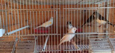 Canarini arlecchino portoghese