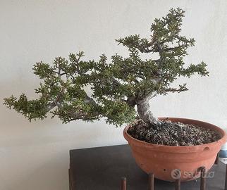 Bonsai cipresso