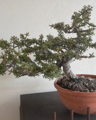 Bonsai cipresso