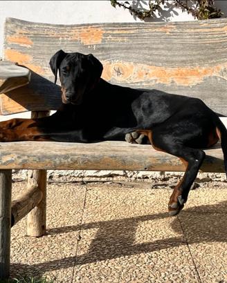 Cucciola dobermann
