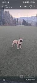 Bulldog francese