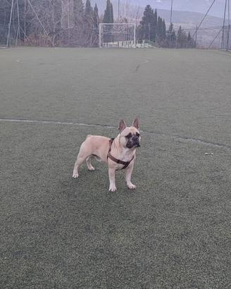 Bulldog francese