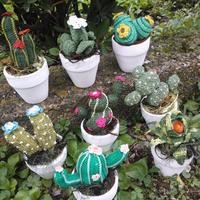 Piiante grasse/tulipanini/primule ad uncinetto