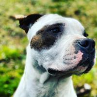 Amstaff Maschio PER RIPRODUZIONE