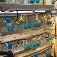 Batteria di gabbie con carrello sistema carta,