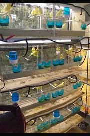 Batteria di gabbie con carrello sistema carta,