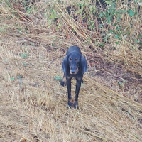 Segugio italiano maschio