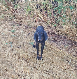 Segugio italiano maschio