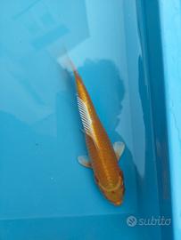 Carpa koi yamabuki ogon 16/18 cm