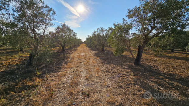 Campagna