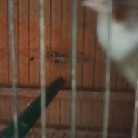 Incardellato di passata