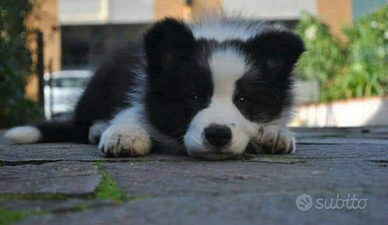 Cuccioli di border collie super con pedigree