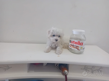 Maltipoo toy