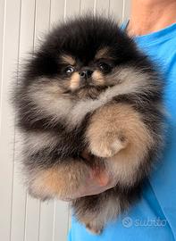 Pomerania