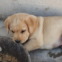 Cuccioli labrador