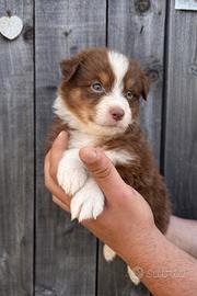 Cucciolo pastore australiano