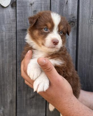 Cucciolo pastore australiano