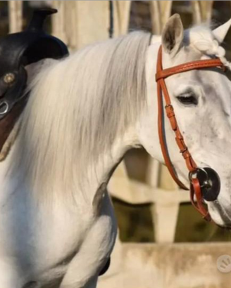 Pony