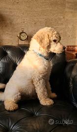 Cuccioli di barbone con pedigree