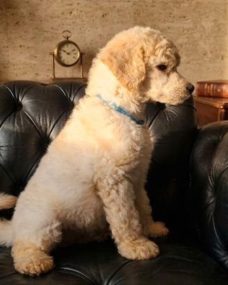 Cuccioli di barbone con pedigree