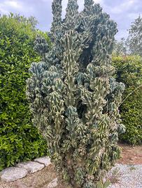 Cereus peruvianus monstrosus