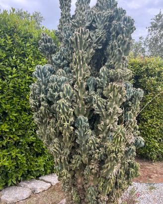 Cereus peruvianus monstrosus