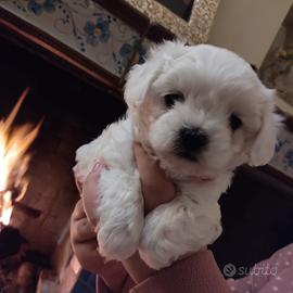 Maltese