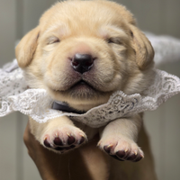 Cuccioli di Labrador Retriever