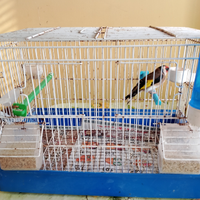 Cardellino anellato foi