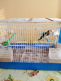 Cardellino anellato foi