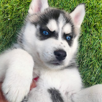 Ultimo siberian husky originale
