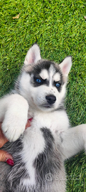 Ultimo siberian husky originale