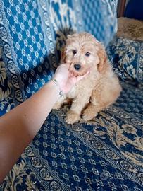 Maltipoo