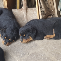 Cuccioli di rottweiler