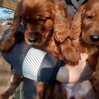 Cuccioli setter irlandese