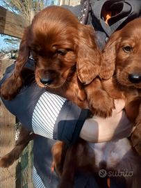 Cuccioli setter irlandese