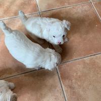 Vendita Maltipoo