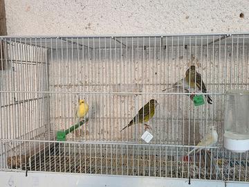 Canarine riproduttrici