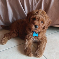 Cucciolo di barboncino Toy Red