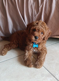 Cucciolo di barboncino Toy Red