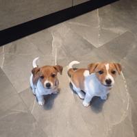 Cuccioli jack russel