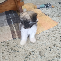 Cane piccola taglis