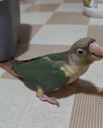 Pappagallo pyrrura turchese