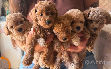 Cuccioli barboncino toy