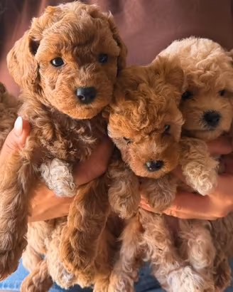 Cuccioli barboncino toy