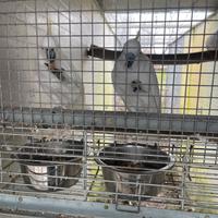 Cacatua Galerita Eleonora