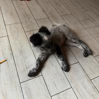 Cane Meticcio 5 mesi